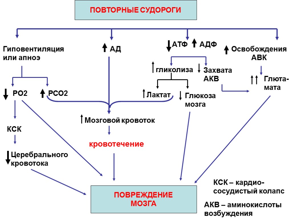 ПОВТОРНЫЕ СУДОРОГИ Гиповентиляция или апноэ АД АТФ АДФ Освобождения АВК РО2 РСО2 КСК Церебрального